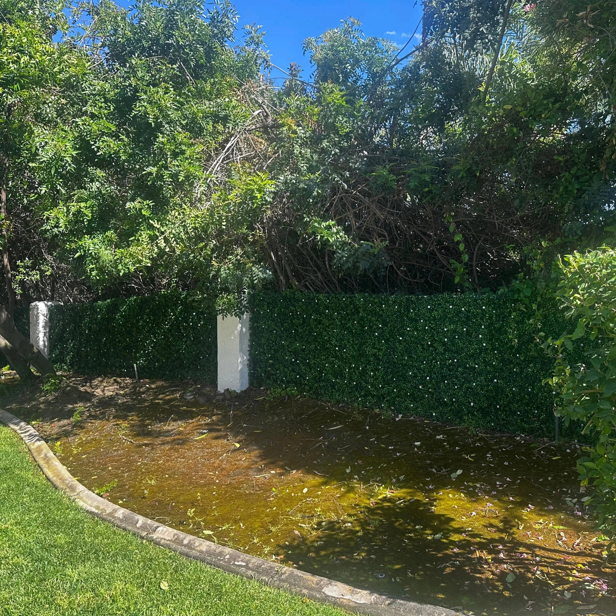 White flowering boxwood artificial green wall panel for living walls, UV resistant, 40x40 inches, commercial-grade vertical garden.