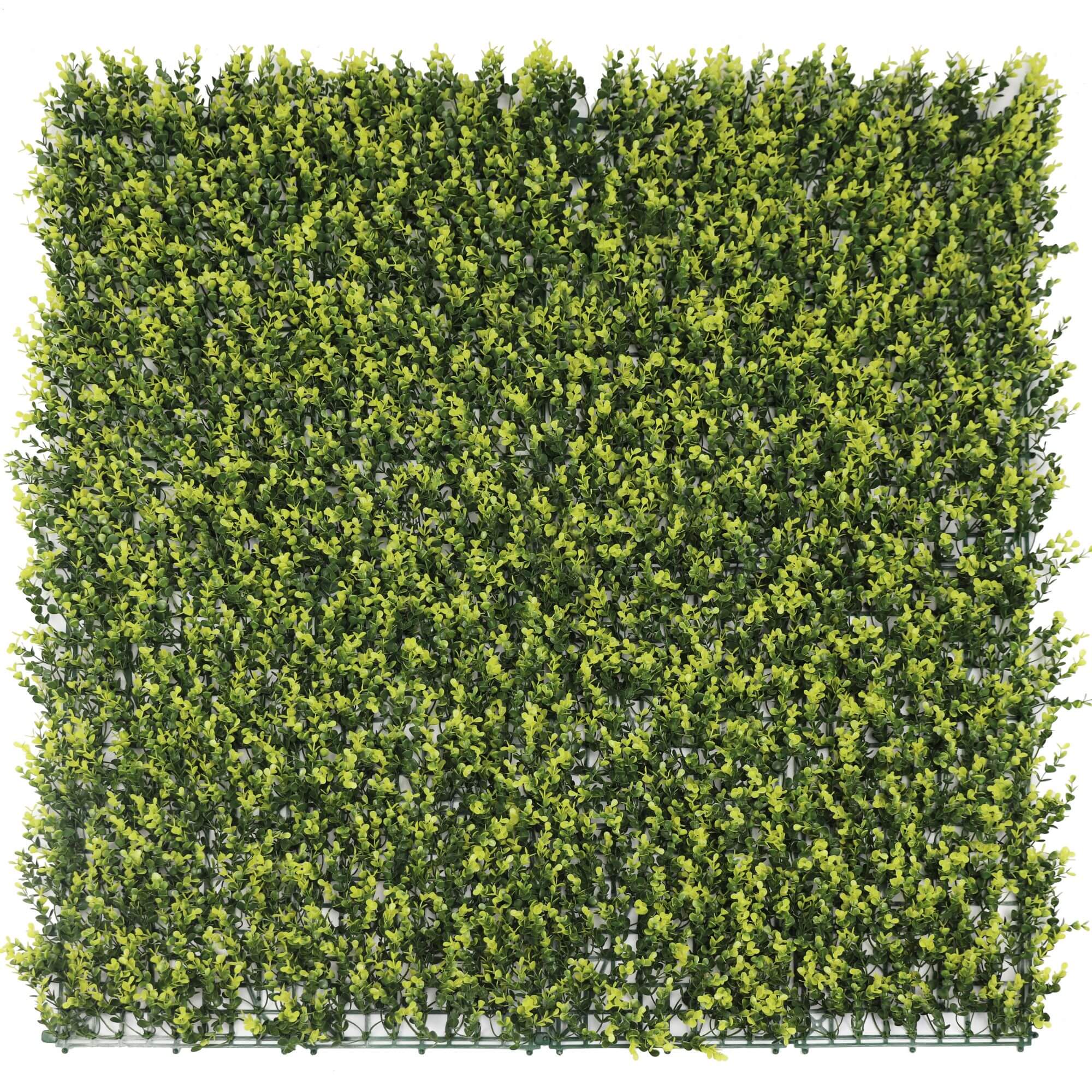 Yellow English Boxwood artificial vertical garden panel, 40x40 inches, UV resistant, commercial-grade living wall from Designer Plants USA.