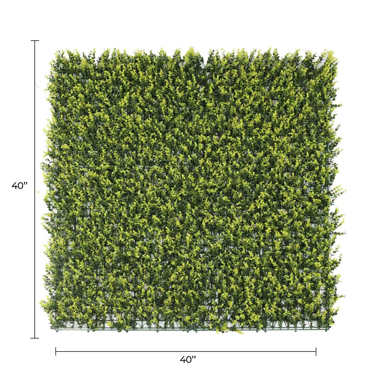 Yellow English Boxwood artificial vertical garden panel, 40x40 inches, UV-resistant, commercial-grade living wall from Designer Plants USA.