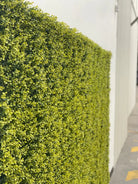 Yellow English Boxwood artificial vertical garden panel by Designer Plants USA, UV-resistant living wall for outdoor or indoor use.