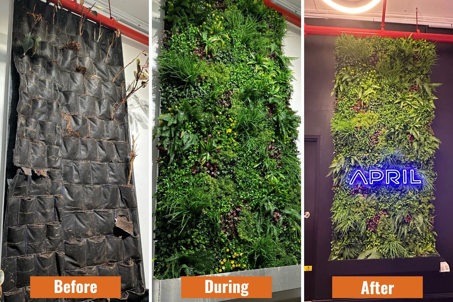 Small sample of Designer Plants USA Country Fern vertical garden panel showing lush green fern foliage for green wall installation.