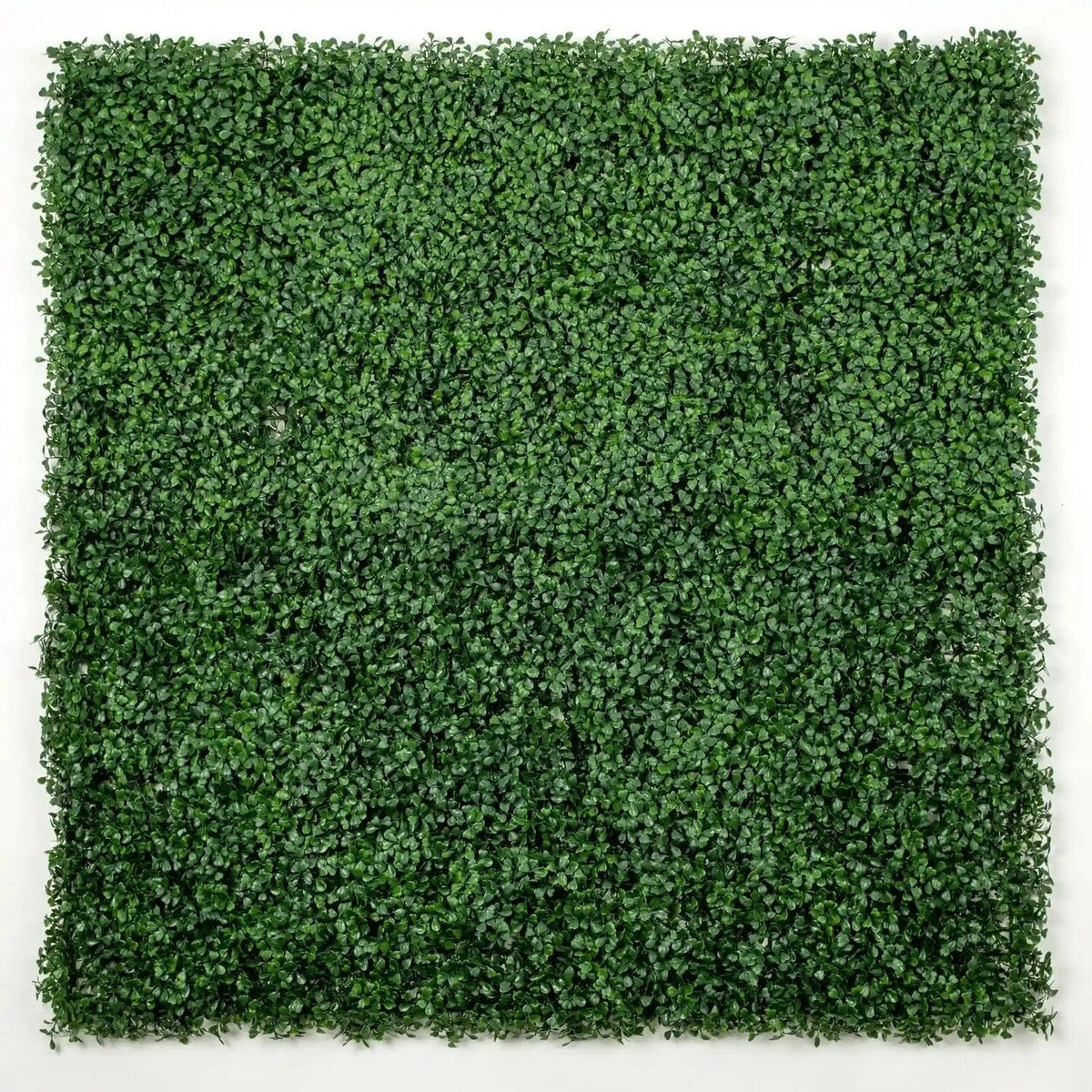 Small sample of dark boxwood green artificial wall panel by Designer Plants USA, showcasing realistic greenery and dense foliage.