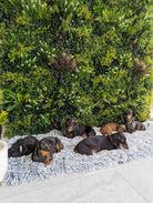 Small sample of Designer Plants USA lush spring vertical garden panel with artificial green wall for dogs, showcasing vibrant greenery.