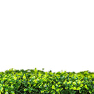 Small sample of Designer Plants USA mixed boxwood green wall panel showing lush, vibrant green foliage for interior or exterior decor