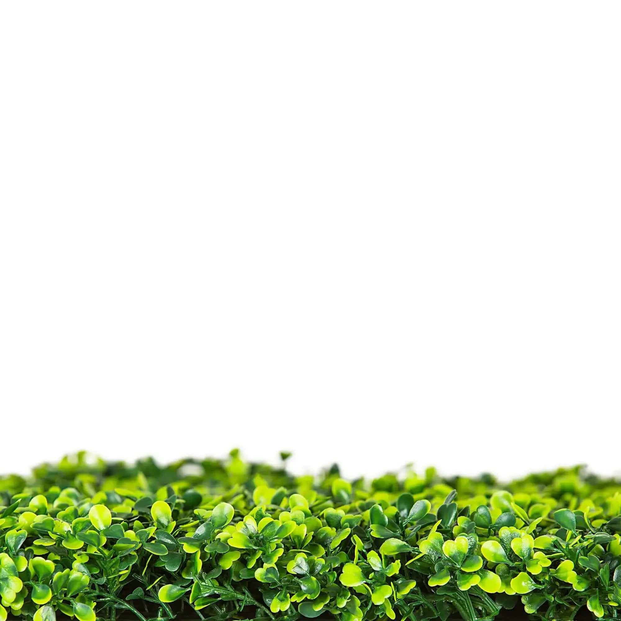 Small sample of Designer Plants USA mixed boxwood green wall panel showing lush, vibrant green foliage for interior or exterior decor