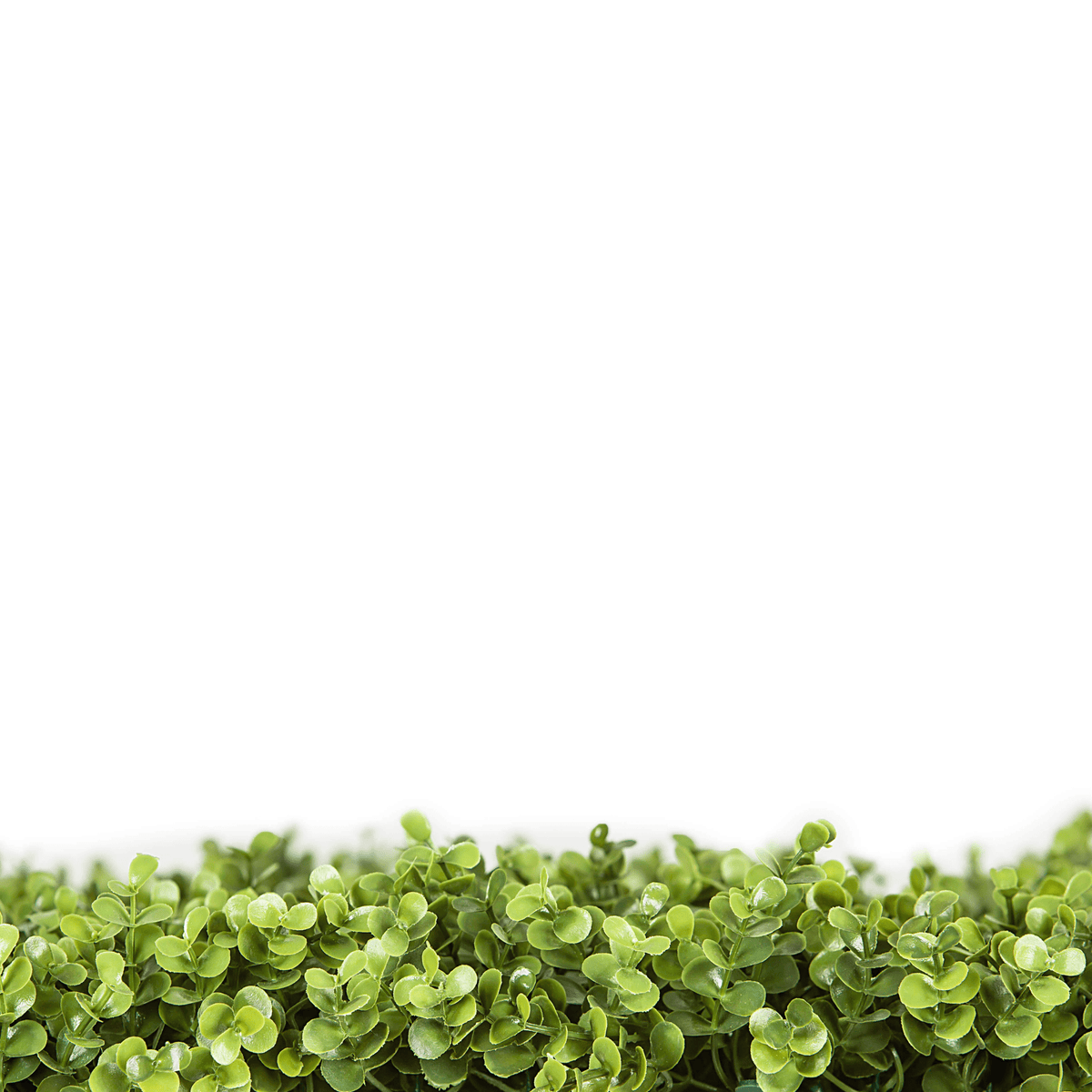 Small sample of Designer Plants USA natural boxwood green wall panel, showing lush, realistic faux plant texture and vibrant green color.