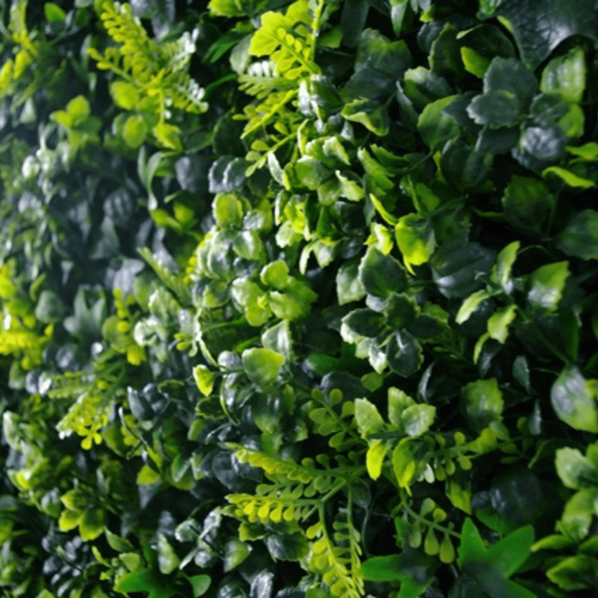 Small sample of Spring Sensation Green Wall from Designer Plants USA showing lush, vibrant green foliage on a sample panel.