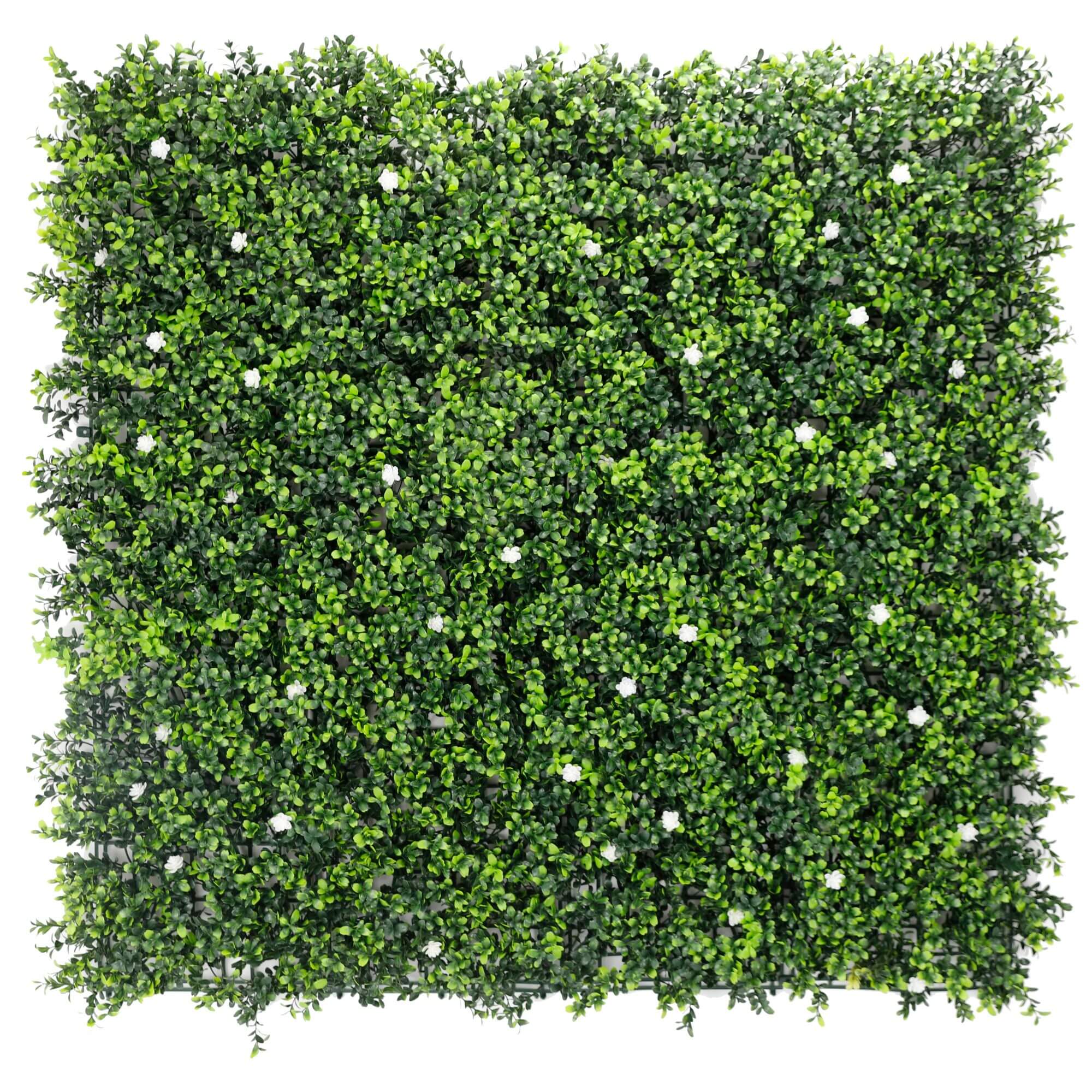 Small sample of Designer Plants USA white flowering boxwood green wall panel with lush artificial flowering boxwood hedge.