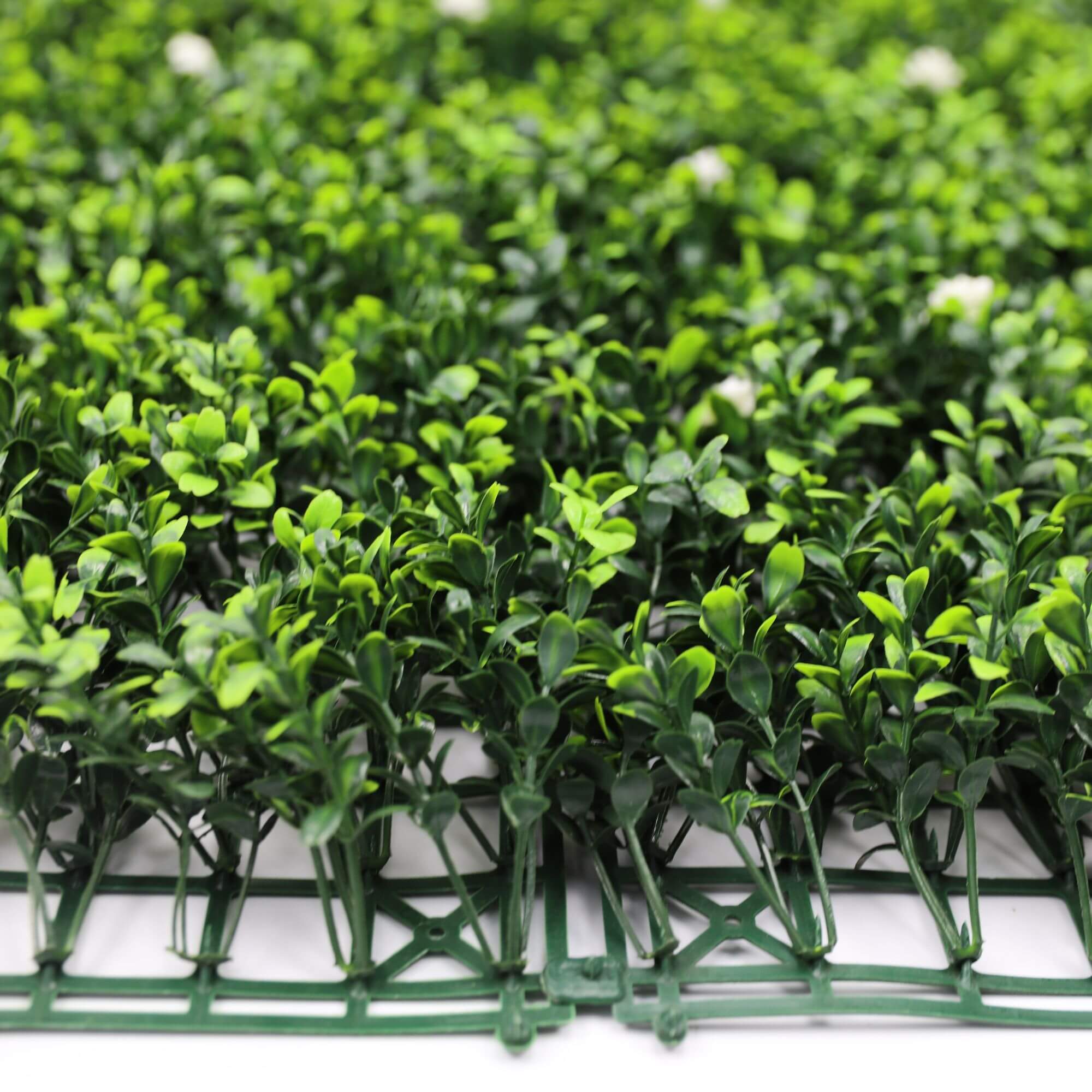 Small sample of Designer Plants USA white flowering boxwood green wall panel, view of artificial boxwood hedge from below.