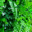 Small sample of Wild Tropics vertical garden panel by Designer Plants USA showing lush, tropical plant arrangements.