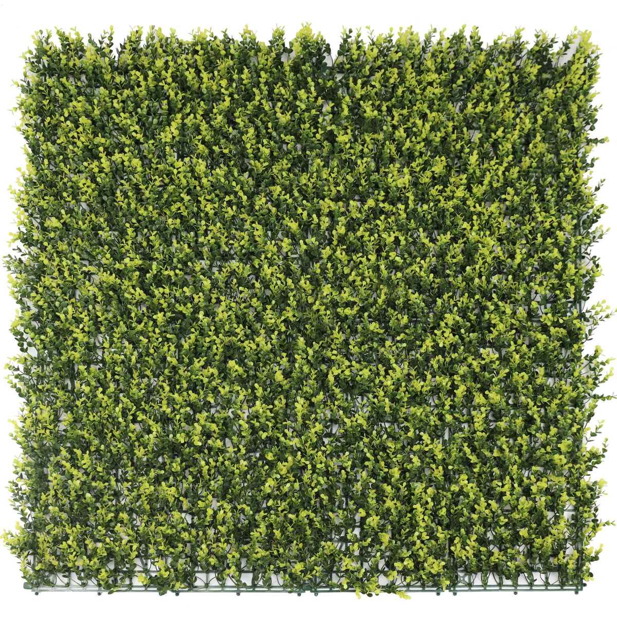 Small yellow English boxwood green wall sample from Designer Plants USA, showcasing artificial boxwood panel for decor or landscaping.