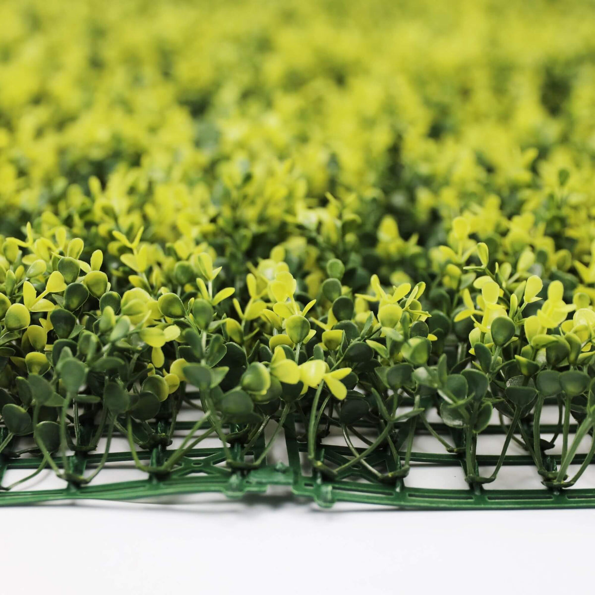Small yellow English boxwood green wall sample by Designer Plants USA, showing side view of lush boxwood leaves.