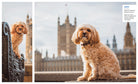 Hardcover book titled "Canines of London" by Insight Editions, featuring detailed images and descriptions of London's dogs.