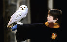 Hardcover Harry Potter: The Postcard Collection book by Insight Editions featuring magical illustrations and collectible postcards inside.