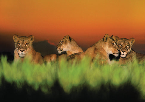 Hardcover set of Into Africa blank notecards by Insight Editions featuring African-inspired artwork on white cardstock.