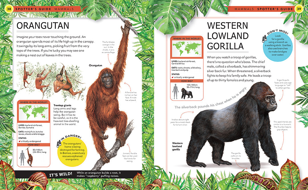 Hardcover jungle animals book by Insight Editions featuring colorful illustrations of various wild animals.