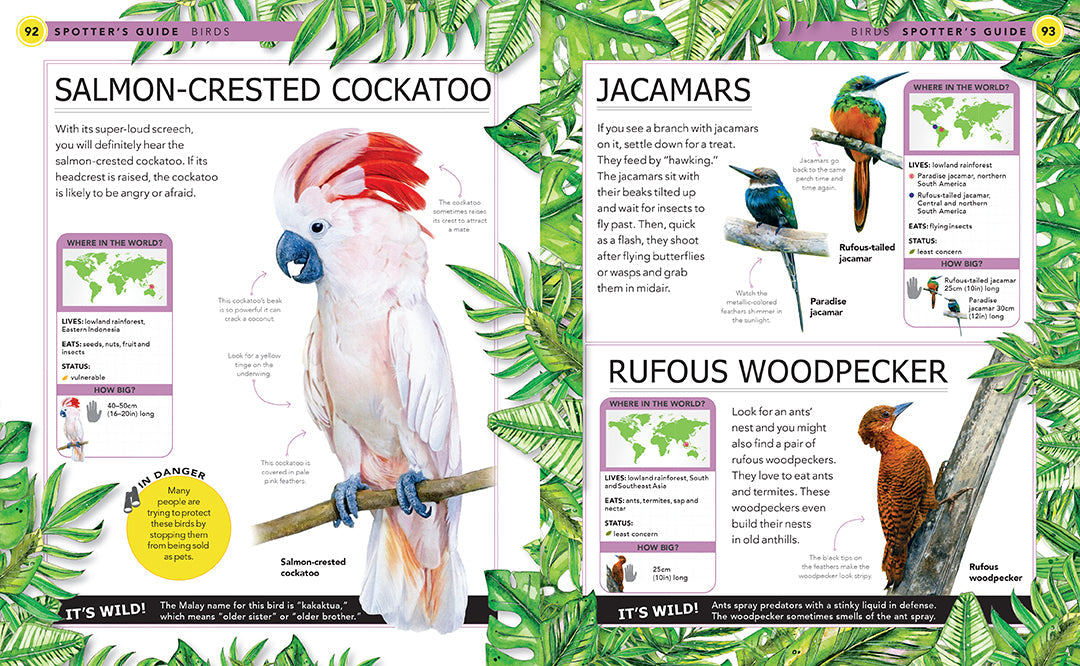 Hardcover Jungle Animals book by Insight Editions featuring colorful illustrations of various jungle creatures.