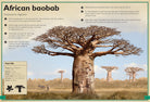 Hardcover copy of The Magnificent Book of Trees by Insight Editions featuring detailed illustrations of various tree species.