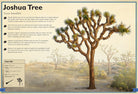 Hardcover copy of The Magnificent Book of Trees by Insight Editions featuring detailed illustrations of various tree species.
