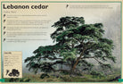 Hardcover copy of The Magnificent Book of Trees by Insight Editions featuring detailed illustrations of various tree species.