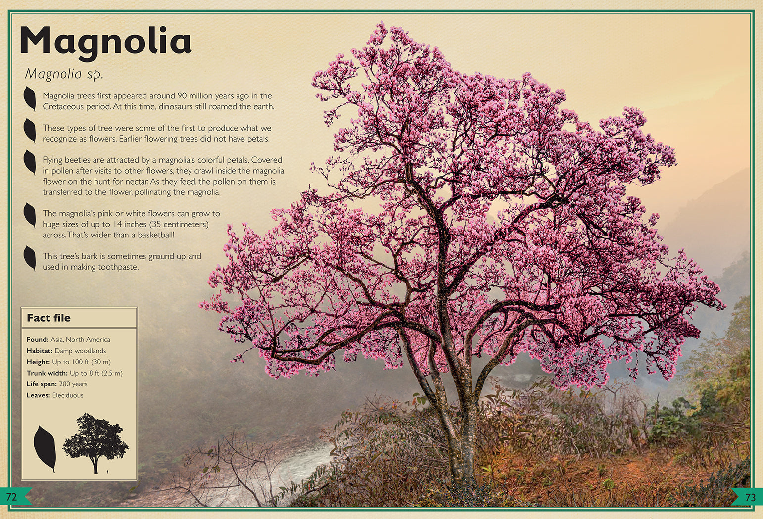Hardcover edition of The Magnificent Book of Trees by Insight Editions, featuring detailed illustrations of various tree species.