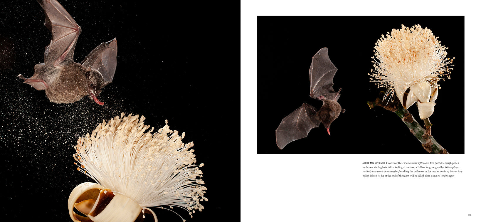 Hardcover book titled Bat Island with jacket by Insight Editions, featuring a detailed cover design.
