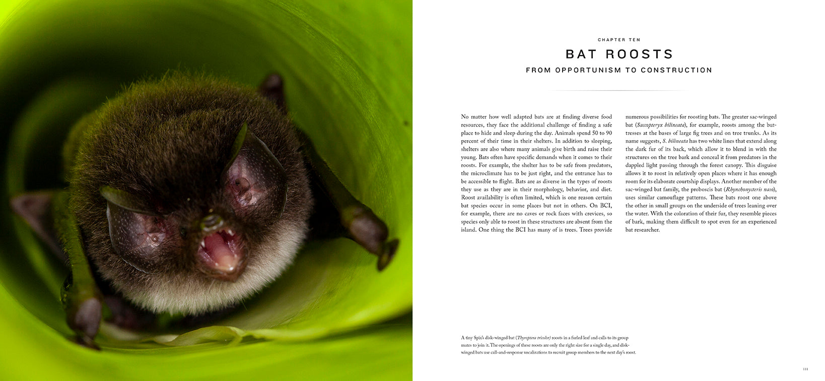 Hardcover edition of Bat Island book with jacket cover by Insight Editions, featuring artwork of a bat-themed island scene.