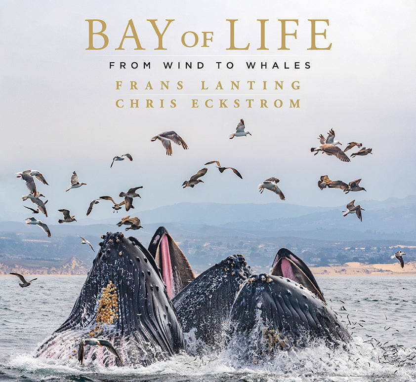 Hardcover book "Bay of Life" by Insight Editions with protective jacket, featuring scenic ocean imagery on the cover.