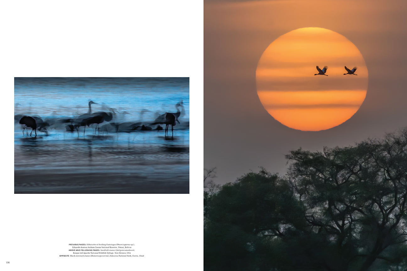 Hardcover edition of "Night on Earth" with jacket by Insight Editions, featuring a dark, atmospheric cover design.