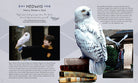 Harry Potter Hedwig 3D wood model and book kit by Insight Editions, featuring a detailed owl figure and accompanying reading material.