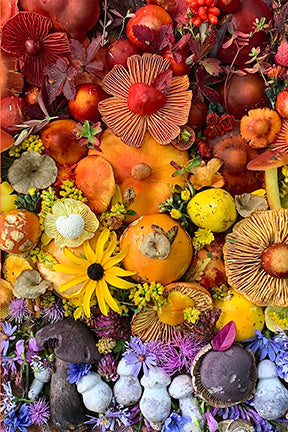 Set of flowers and fungi themed boxed note cards by Insight Editions, featuring botanical illustrations for stationery gift.