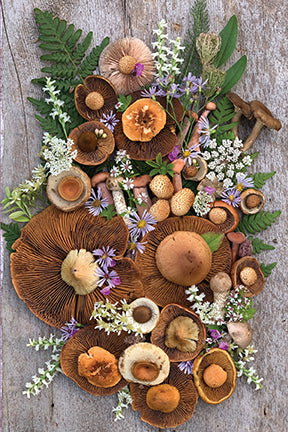 Set of flowers and fungi themed boxed note cards by Insight Editions, featuring botanical illustrations on high-quality stationery.