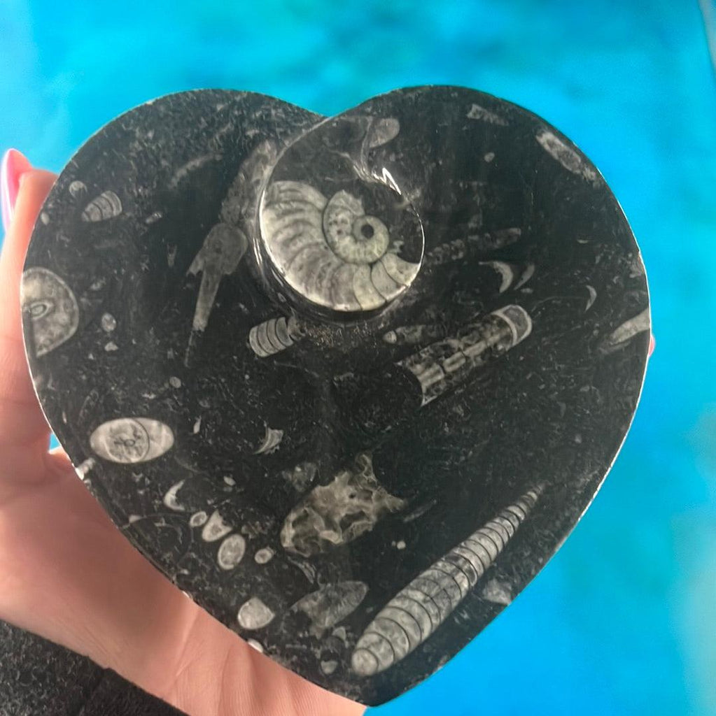 Orthoceras Fossil Heart Dish - Practical Magic Store