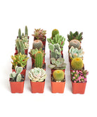Assorted mini succulent and cactus collection in small pots, featuring various green plants with spiky and fleshy leaves.