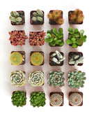Assorted mini succulent and cactus collection with small potted succulents and cacti from Shop Succulents.