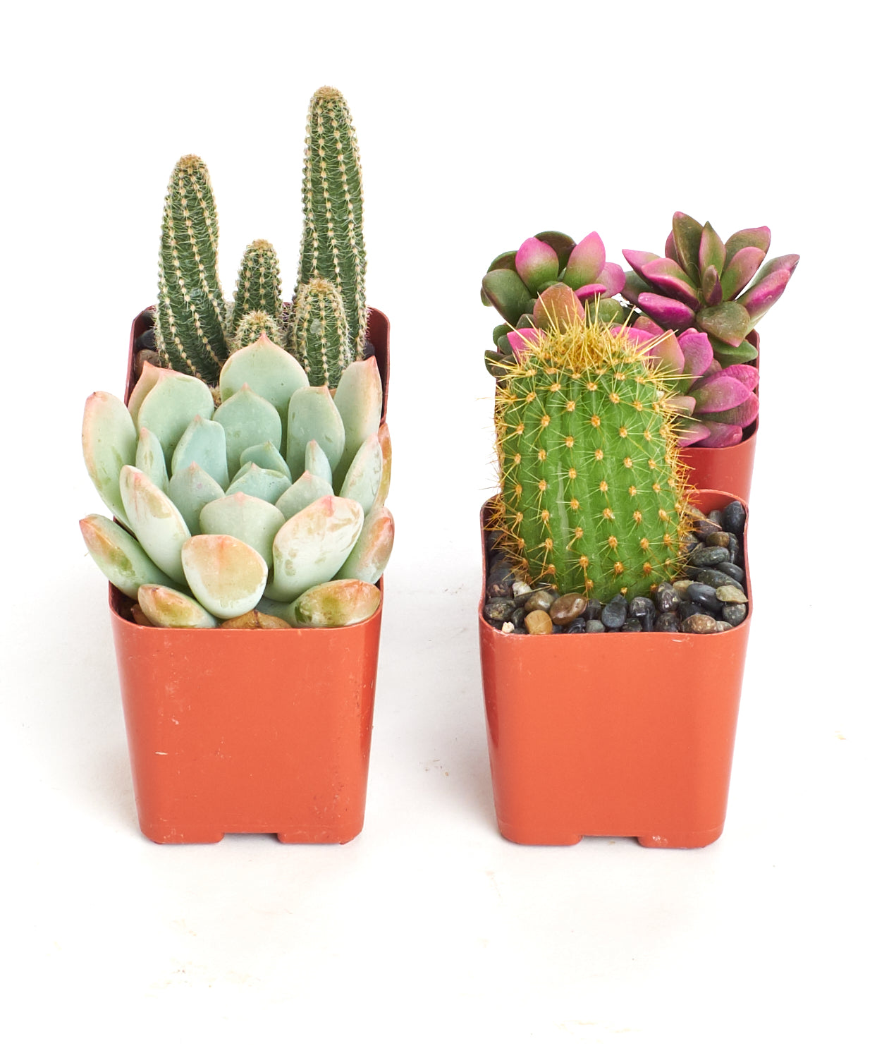 Assorted mini succulent and cactus collection in small pots, featuring various green and spiky plants from Shop Succulents.