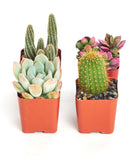 Assorted mini succulent and cactus collection in small pots, featuring various green and spiky plants from Shop Succulents.