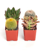 Assorted mini succulent and cactus collection with small potted plants, featuring various shapes and green foliage from Shop Succulents.