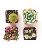 Four assorted mini succulents and cacti from Shop Succulents, featuring small green plants in individual pots.