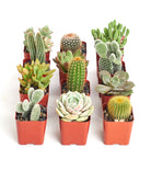 Assorted mini succulent and cactus collection by Shop Succulents, featuring small potted succulents and cacti in a variety of shapes and sizes.
