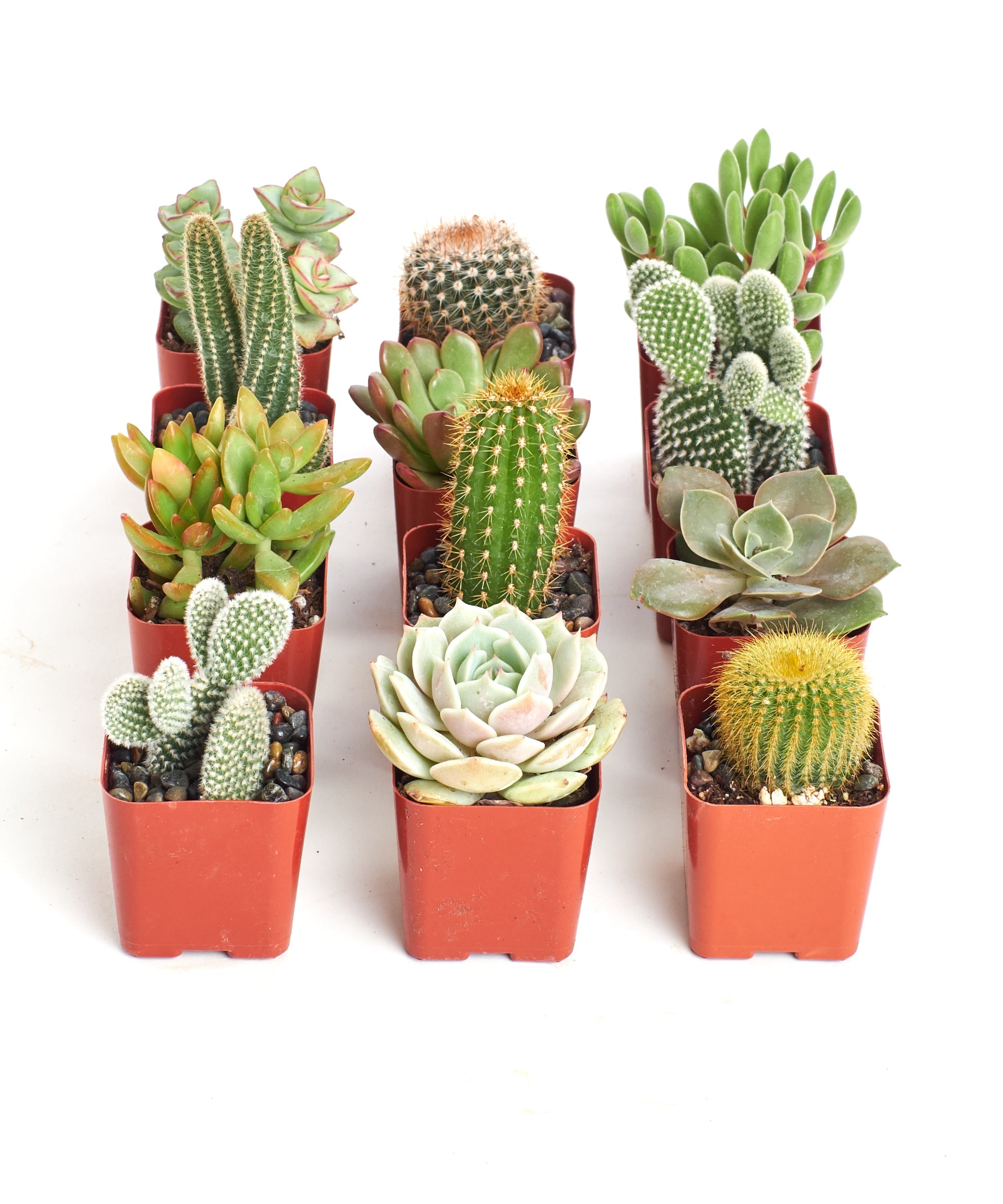 Assorted mini succulent and cactus collection by Shop Succulents, featuring small potted succulents and cacti in a variety of shapes and sizes.