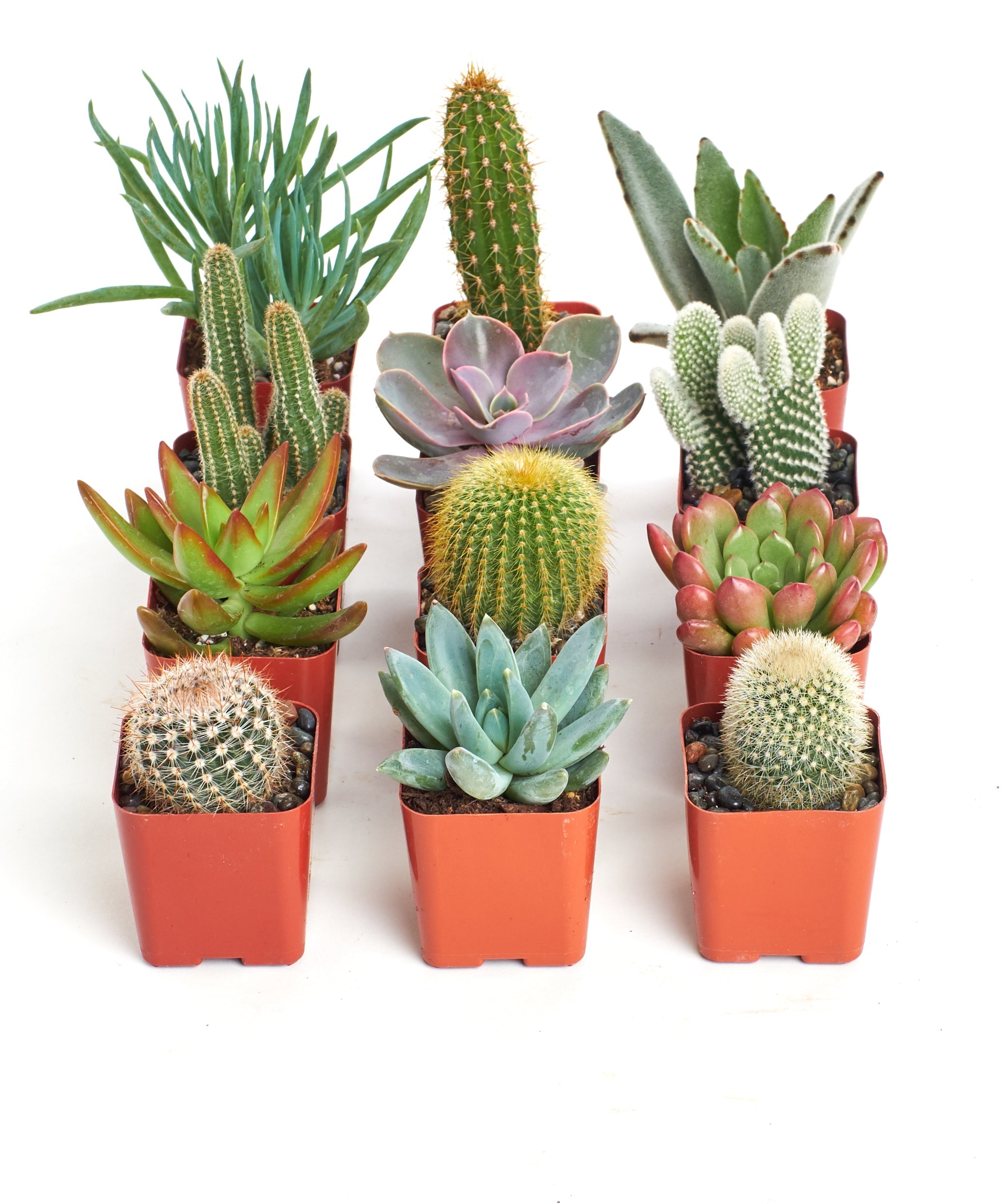 Assorted mini succulent and cactus collection in small pots, featuring various green plants from Shop Succulents.