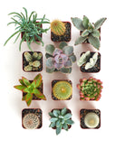 Assorted mini succulent and cactus collection featuring small potted succulents and cacti, ideal for tabletop or windowsill decor.