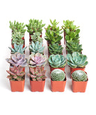 Four small assorted mini succulents from Shop Succulents, featuring various lush, green succulent plants in individual pots.