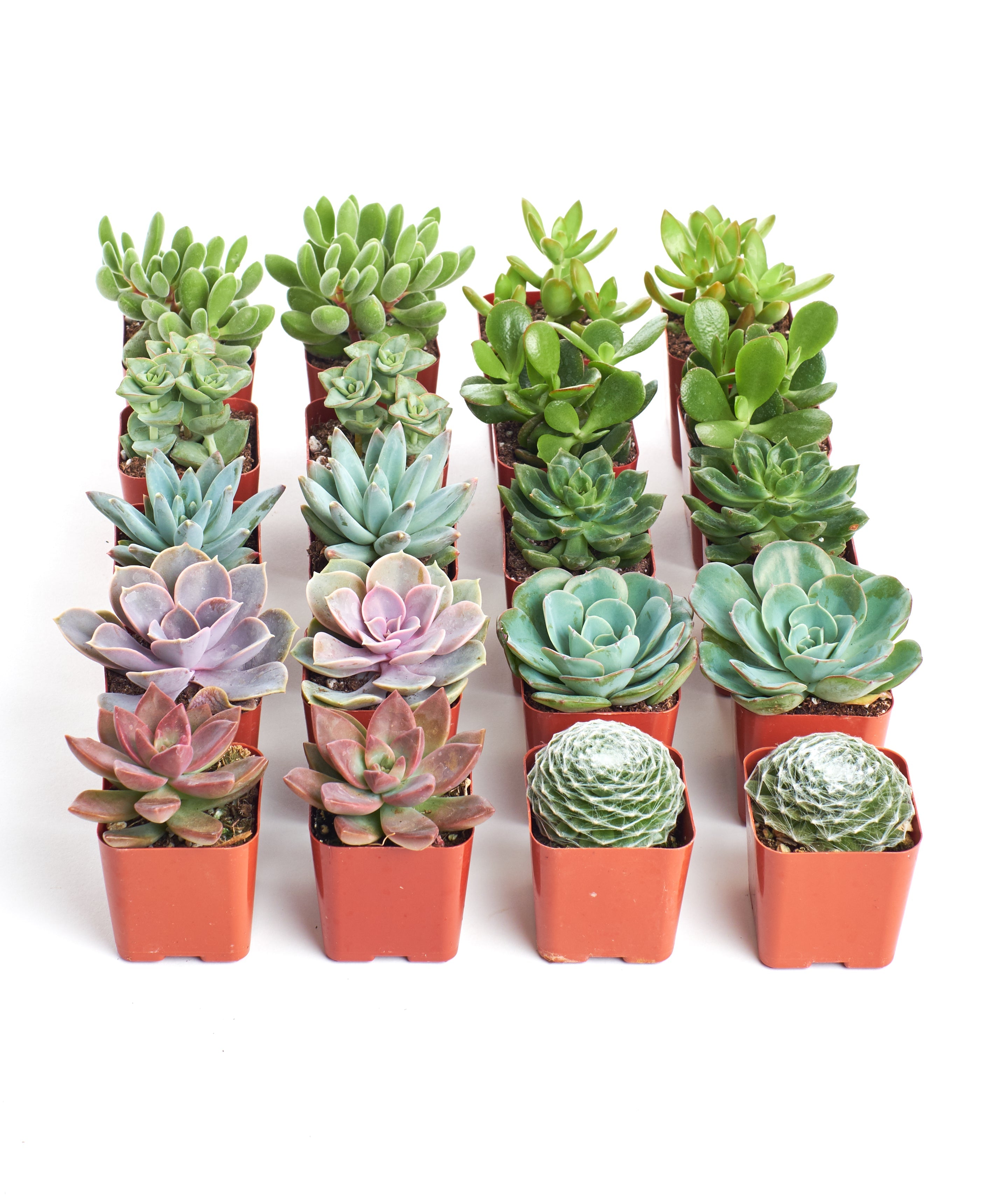 Four small assorted mini succulents from Shop Succulents, featuring various lush, green succulent plants in individual pots.