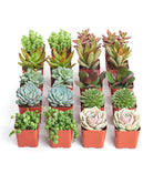 Assorted mini succulent collection featuring various small succulents in compact pots, perfect for indoor or outdoor decor.