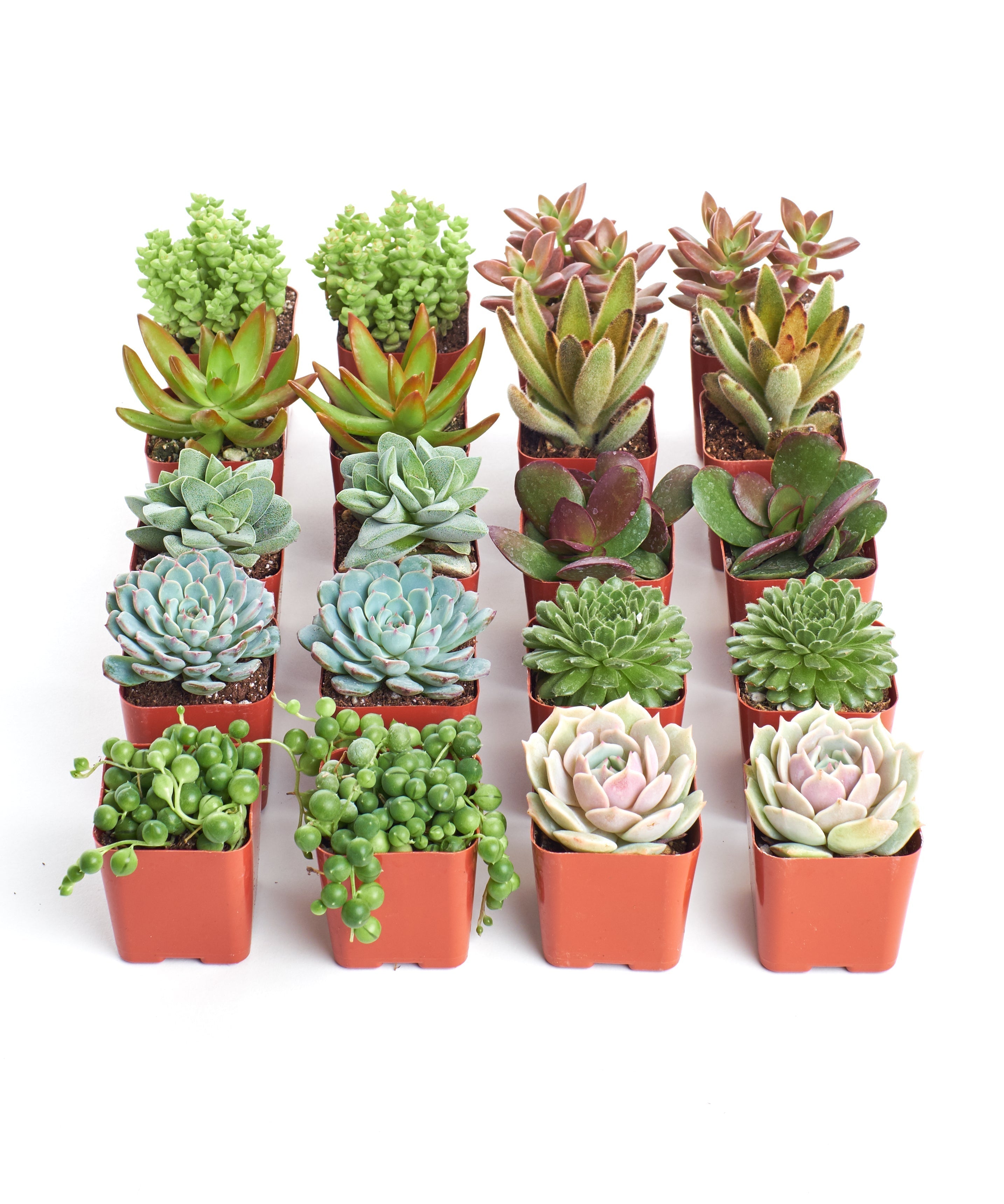 Assorted mini succulent collection featuring various small succulents in compact pots, perfect for indoor or outdoor decor.