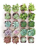 Assorted mini succulent collection with four small potted succulents from Shop Succulents, featuring various green and textured plants.