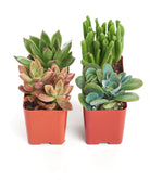 Assorted mini succulent collection with four small potted succulents in various shapes and colors from Shop Succulents.