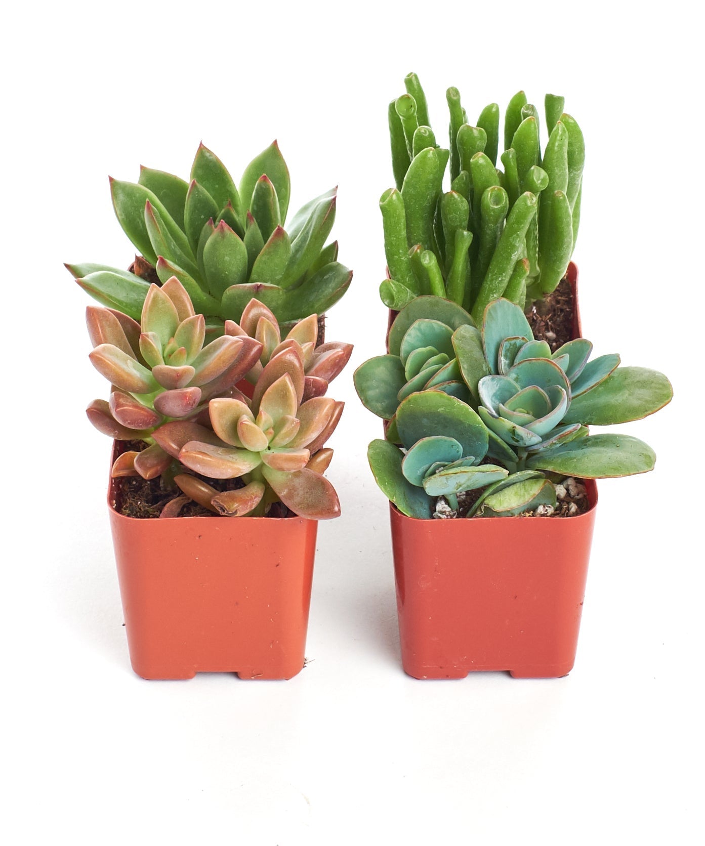 Assorted mini succulent collection with four small potted succulents in various shapes and colors from Shop Succulents.